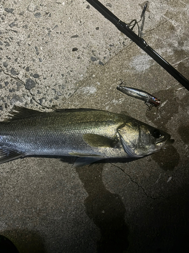 スズキの釣果