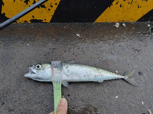 サバの釣果