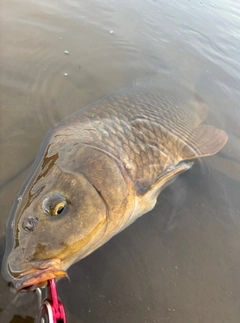 コイの釣果