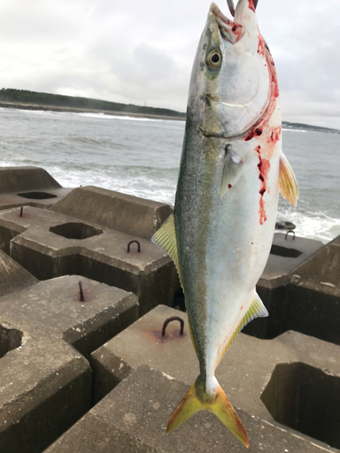 イナダの釣果