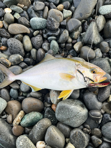 ショゴの釣果