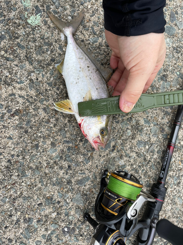 ショゴの釣果