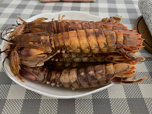 シャコの釣果