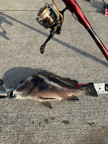 コショウダイの釣果