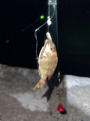 タイの釣果