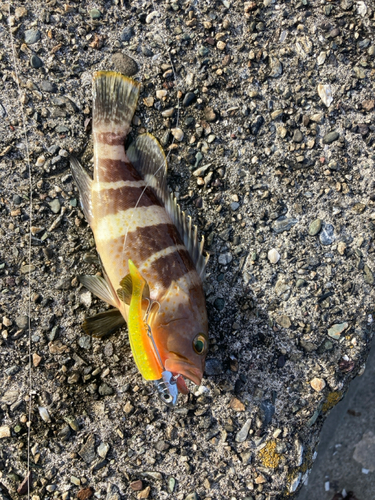 アオハタの釣果