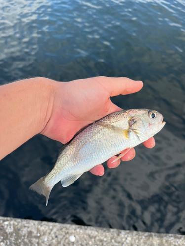 イシモチの釣果