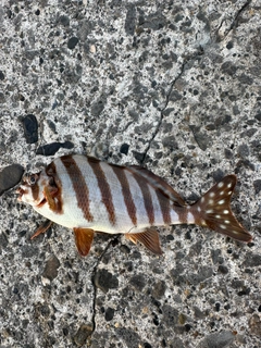 タカノハダイの釣果