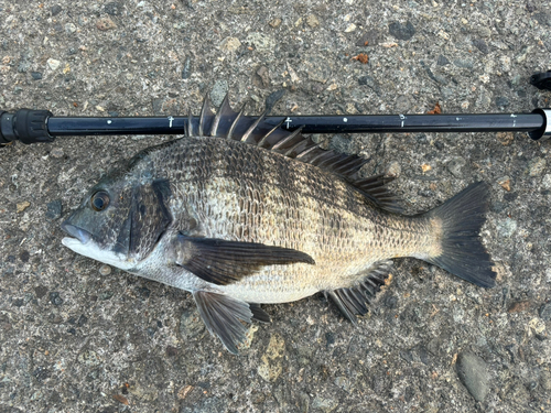 クロダイの釣果