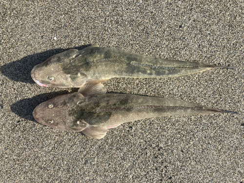 マゴチの釣果