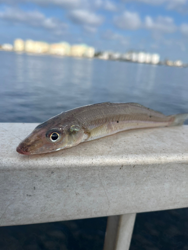 キスの釣果