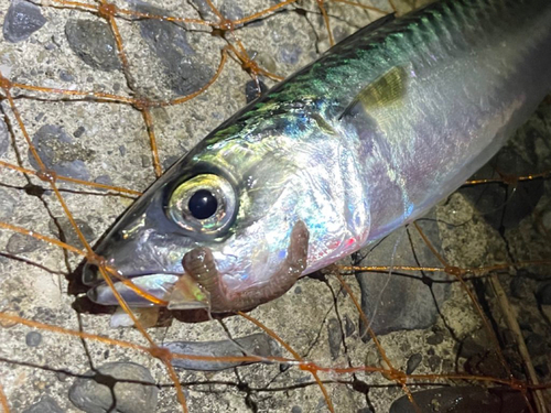 マサバの釣果