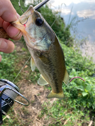 ラージマウスバスの釣果