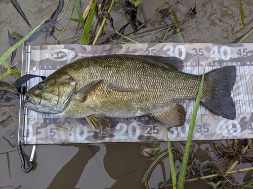 スモールマウスバスの釣果