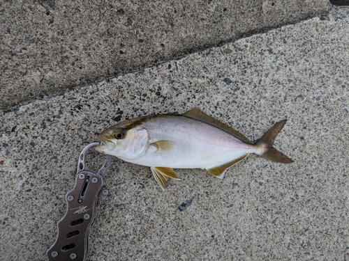 ショゴの釣果