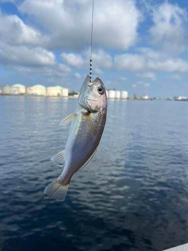 イシモチの釣果