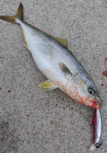 ワカシの釣果