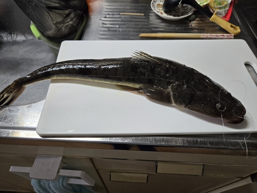 マゴチの釣果