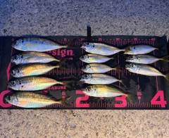 マアジの釣果