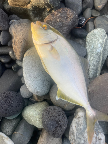 ショゴの釣果