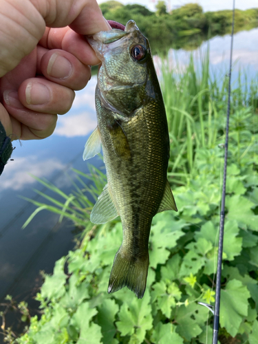 ラージマウスバスの釣果