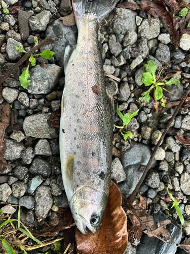 ヤマメの釣果