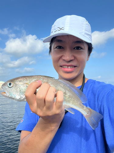 イシモチの釣果