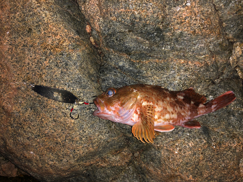 カサゴの釣果