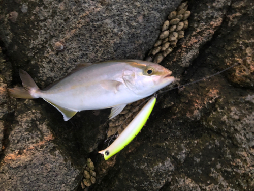 ショゴの釣果