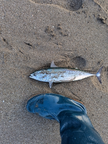 マルソウダの釣果