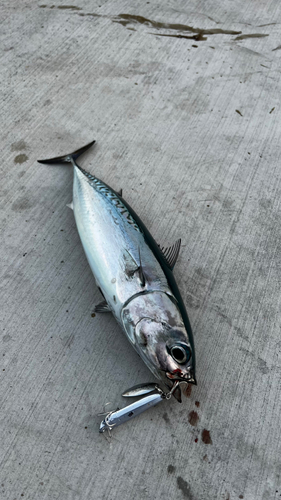 ソウダガツオの釣果