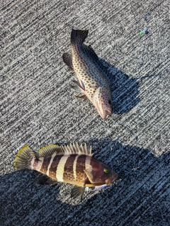 オオモンハタの釣果