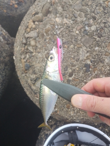 サバの釣果