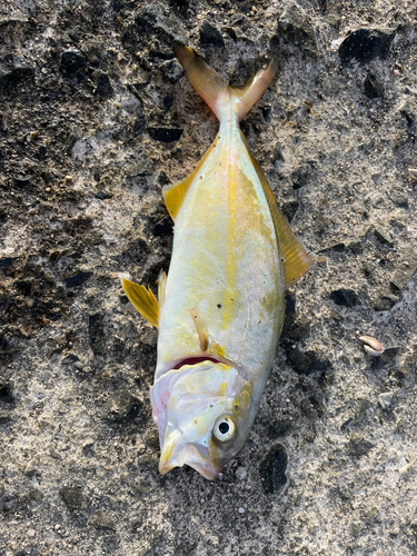 ショゴの釣果