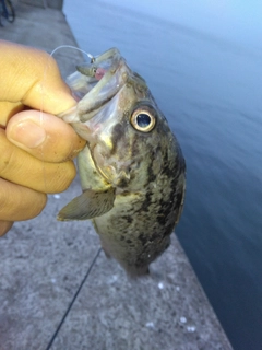 クロソイの釣果