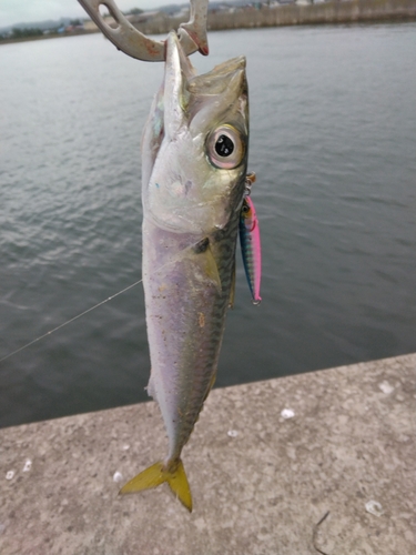 サバの釣果