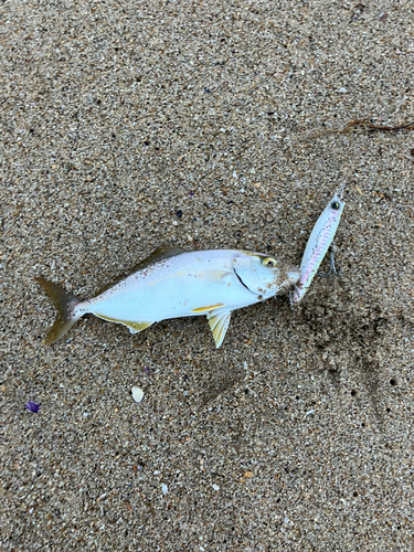 ショゴの釣果