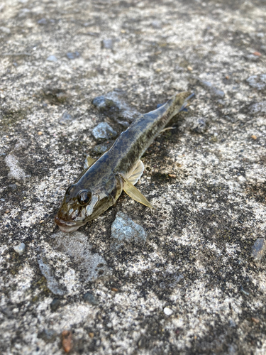 マハゼの釣果