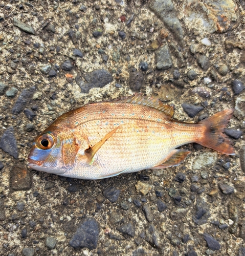 チャリコの釣果