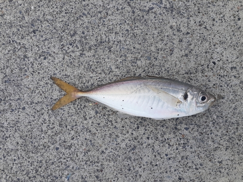 サバの釣果