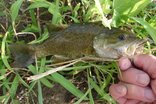 スモールマウスバスの釣果