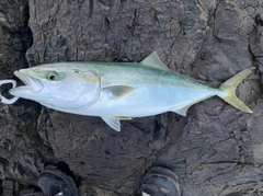 イナダの釣果