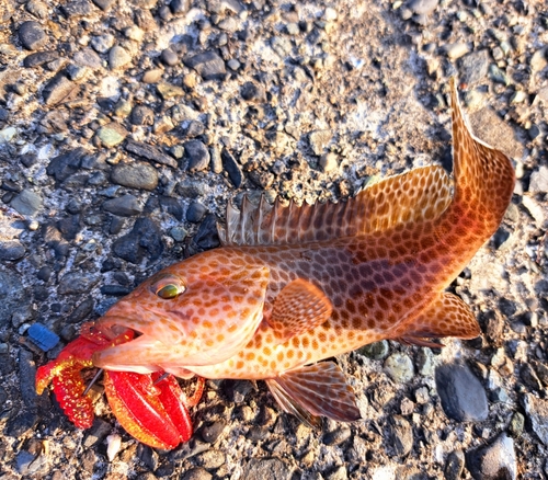 オオモンハタの釣果