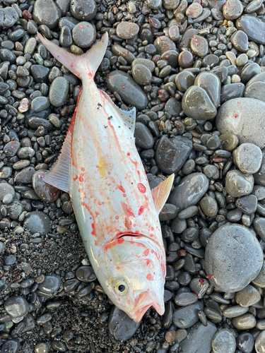 ショゴの釣果