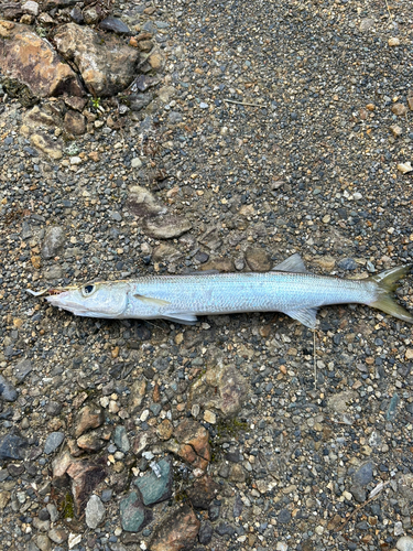 カマスの釣果