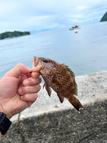 オオモンハタの釣果