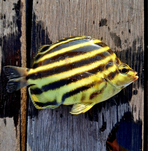 カゴカキダイの釣果