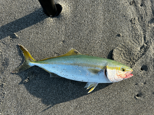 ワカシの釣果