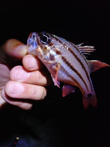 ネンブツダイの釣果