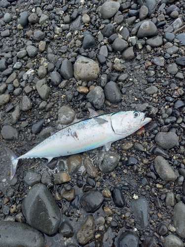 ソウダガツオの釣果